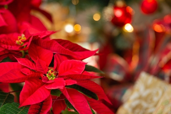 Nahaufnahme eines roten Weihnachtssterns vor einem unscharfen, festlichen Hintergrund.